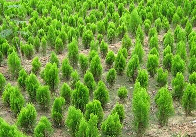 山西苗木產業前途迷茫，轉型創新路在何方？
