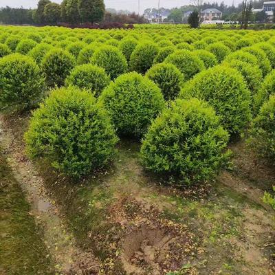 金森汝貞球 湖南苗木基地精品球類批發指南