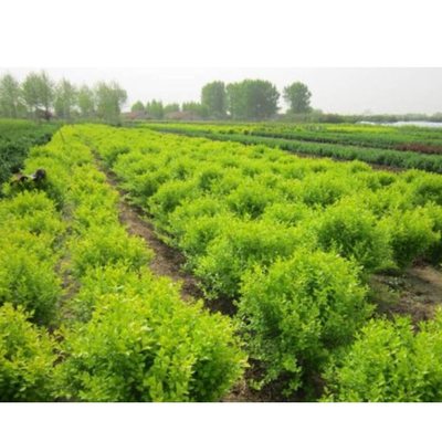 武寧縣苗木產業 綠水青山間的綠色發展之道